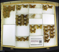 Media resource of Speyeria zerene