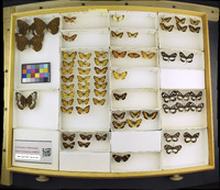 Media resource of Tegosa anieta