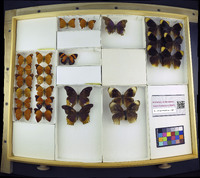 Media resource of Terinos clarissa