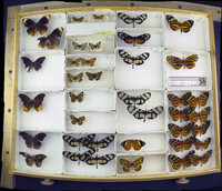 Media resource of Tithorea harmonia