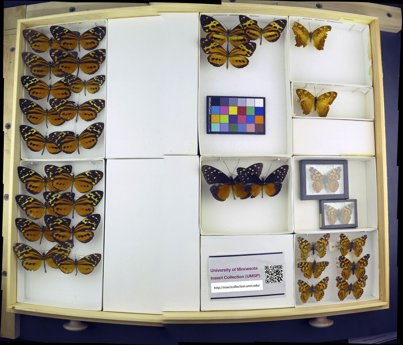 Vagrans egista image