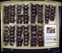 Vanessa atalanta image