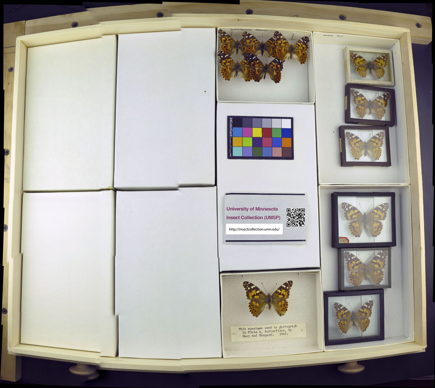 Vanessa braziliensis image