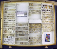 Media resource of Cyarda sordida