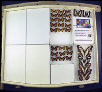 Media resource of Vanessula milca