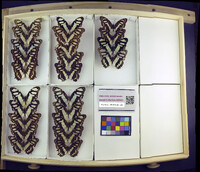 Media resource of Siproeta stelenes