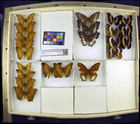 Media resource of Yoma algina