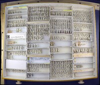 Media resource of Craspedolepta angustipennis