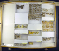 Media resource of Amblychia hymenaria