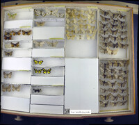 Media resource of Archichlora marcescens