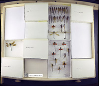 Media resource of Hetaerina americana