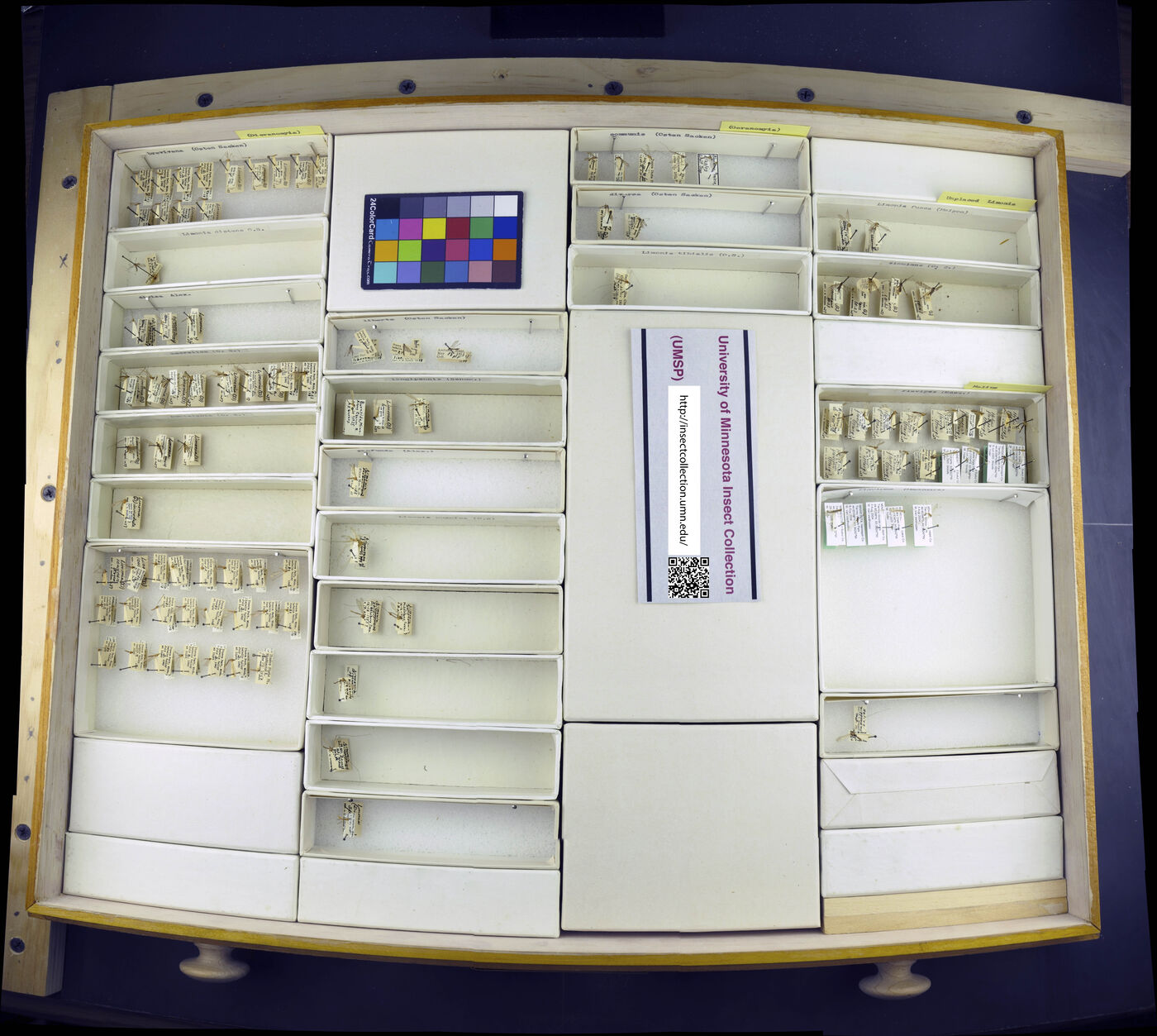 Limonia distana image