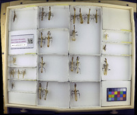 Media resource of Vates biplagiata