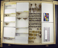 Media resource of Astala confederata