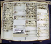 Media resource of Aneugmenus flavipes