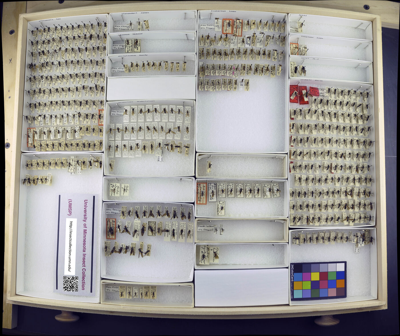 Bibio alexanderi image