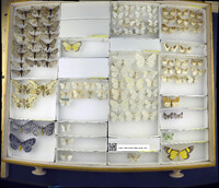 Media resource of Bytharia uniformis