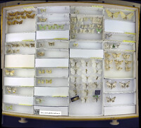 Media resource of Cepphis armataria