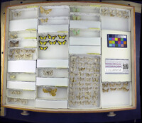 Media resource of Colocleora expansa