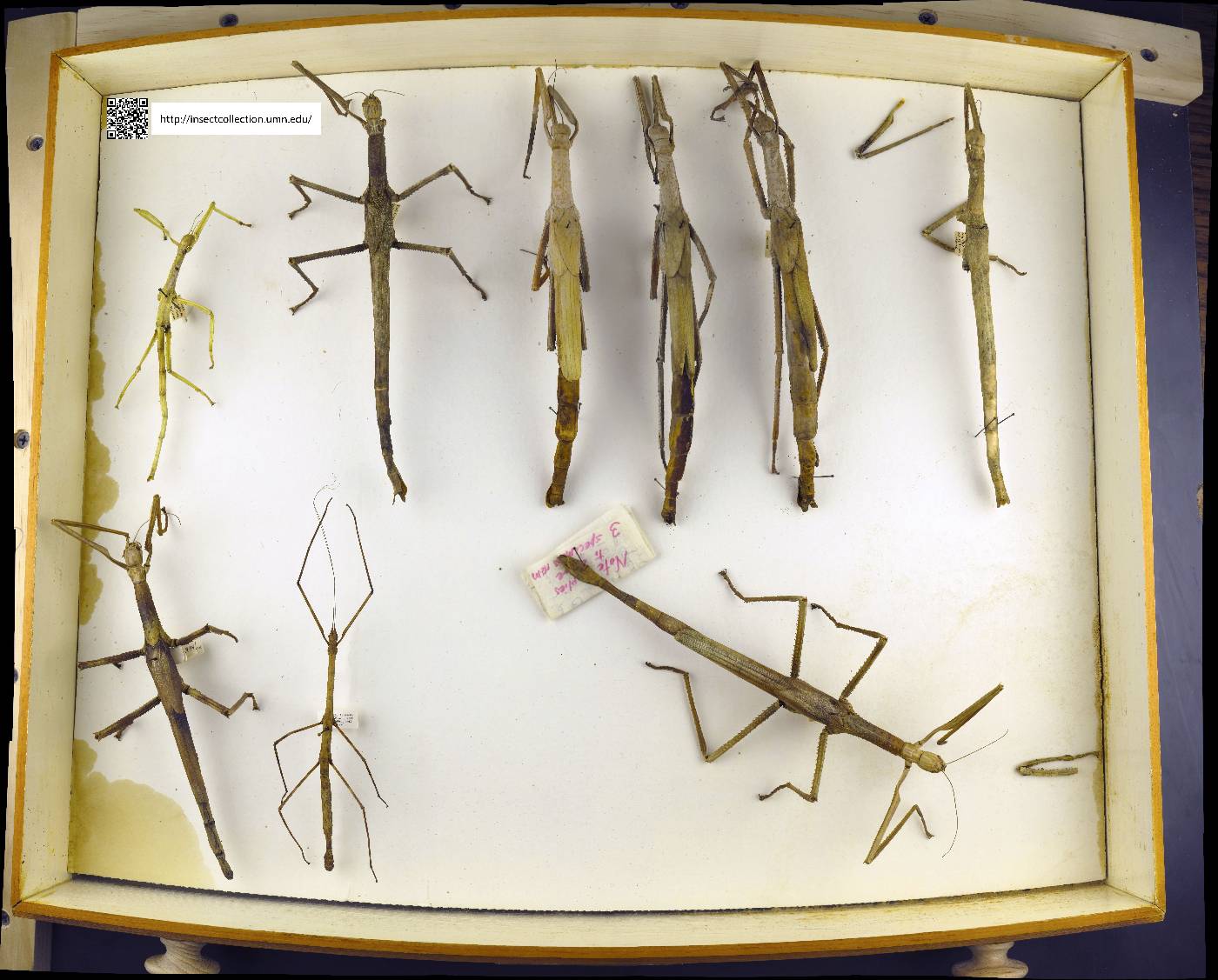 Anchiale stolli image