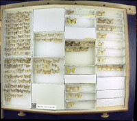 Media resource of Dindica polyphaenaria