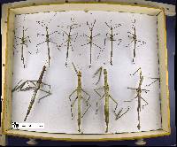 Anchiale stolli image