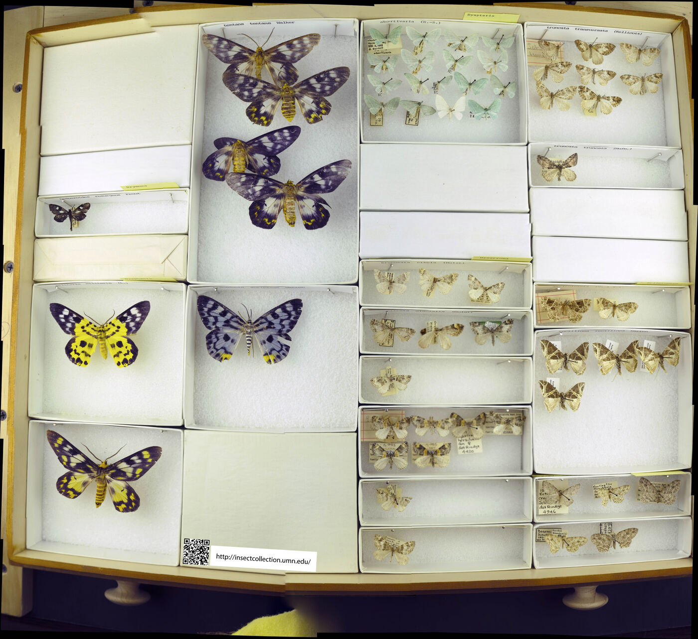 Drymoea hesperoides resurgens image