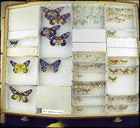 Media resource of Drymoea hesperoides