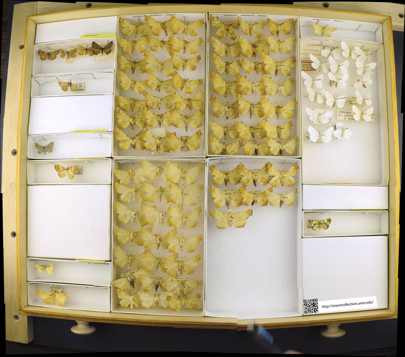 Ematurga amitaria image