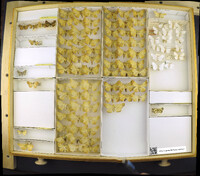 Media resource of Ematurga amitaria