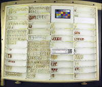 Media resource of Akorhexoza dampfi