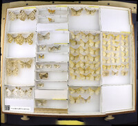 Media resource of Epimecis conjugaria