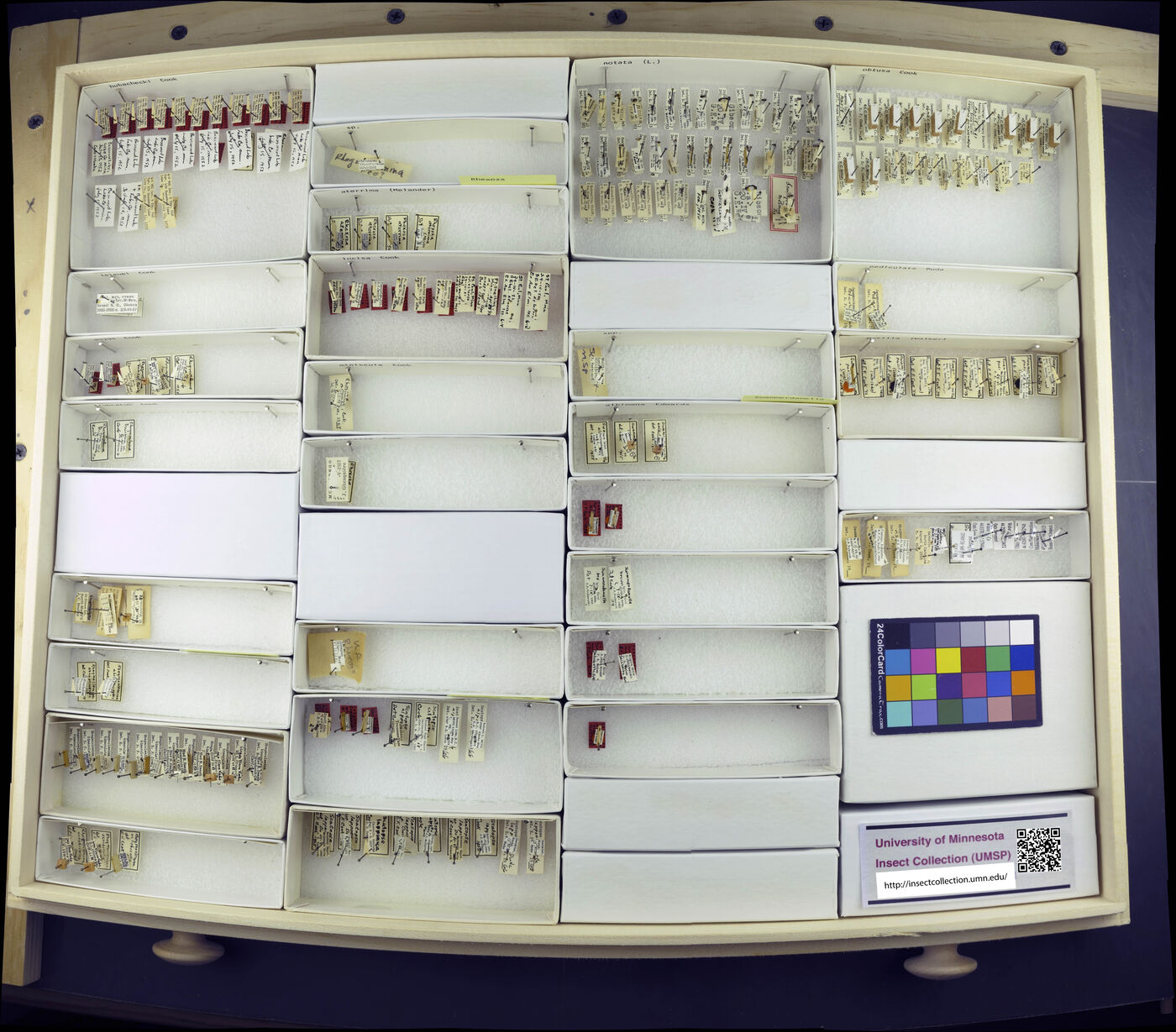 Cooka aterrima image