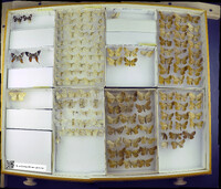 Media resource of Erateina siliquata