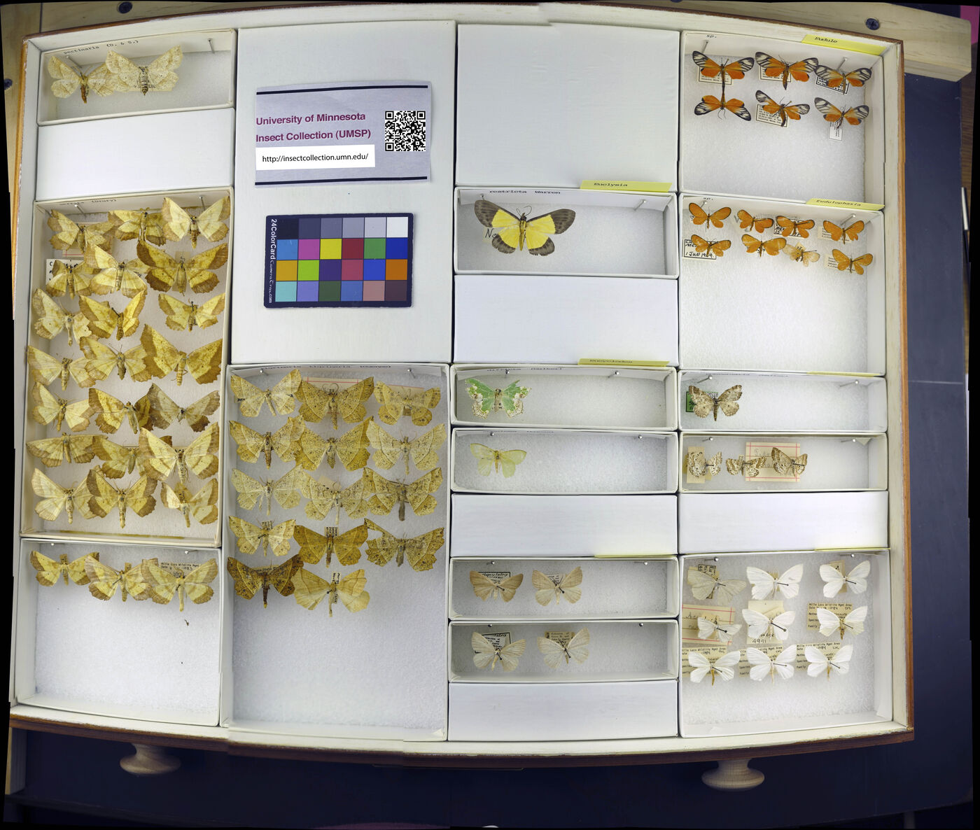 Euchlaena pectinaria image