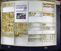 Media resource of Euchlaena pectinaria