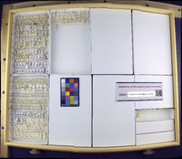 Neoplea striola image