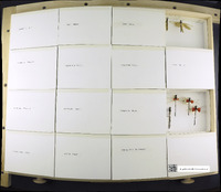 Media resource of Hetaerina titia