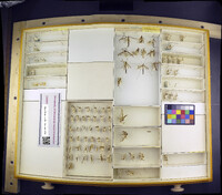 Media resource of Pedicia albivitta