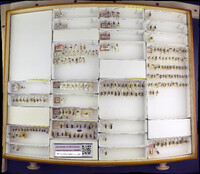 Media resource of Dimorphopteryx abnormis