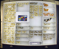 Media resource of Eulithis diversilineata