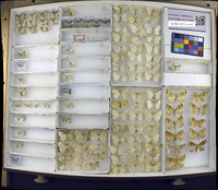 Media resource of Eupithecia absinthiata