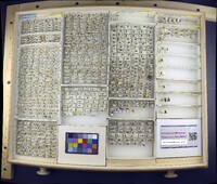 Media resource of Actina viridis