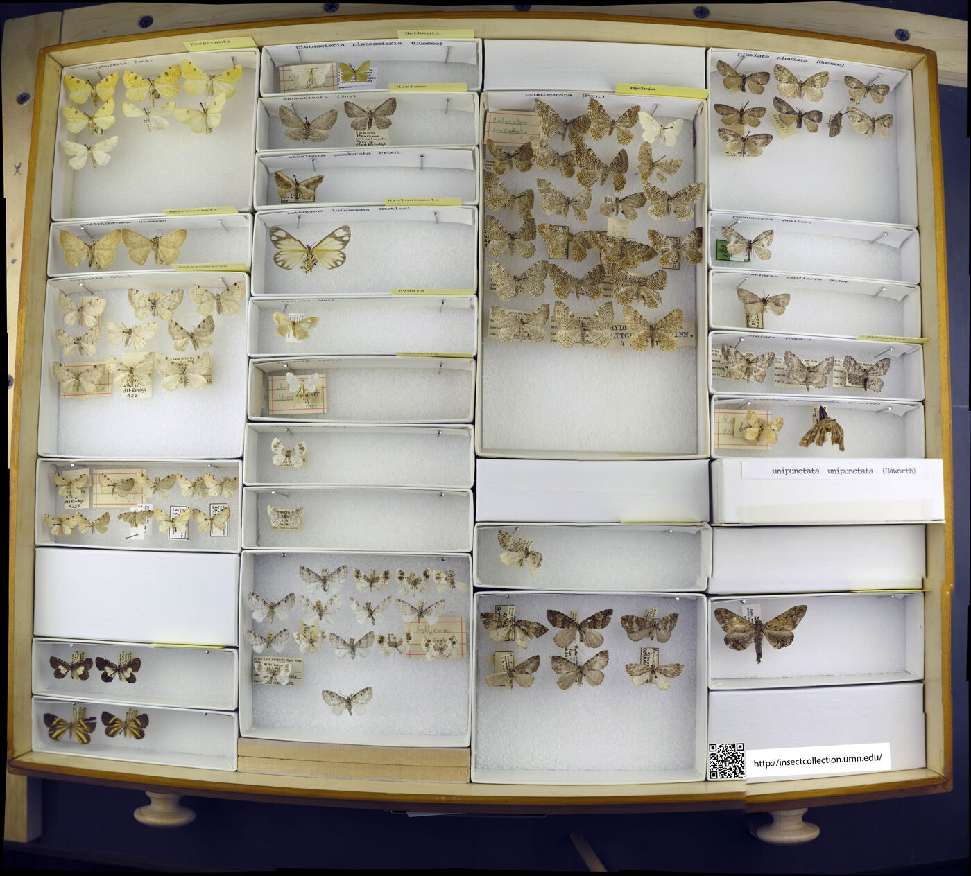 Hesperumia sulphuraria image