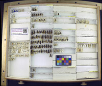 Media resource of Hermetia aurata