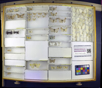 Media resource of Hypomecis castigataria