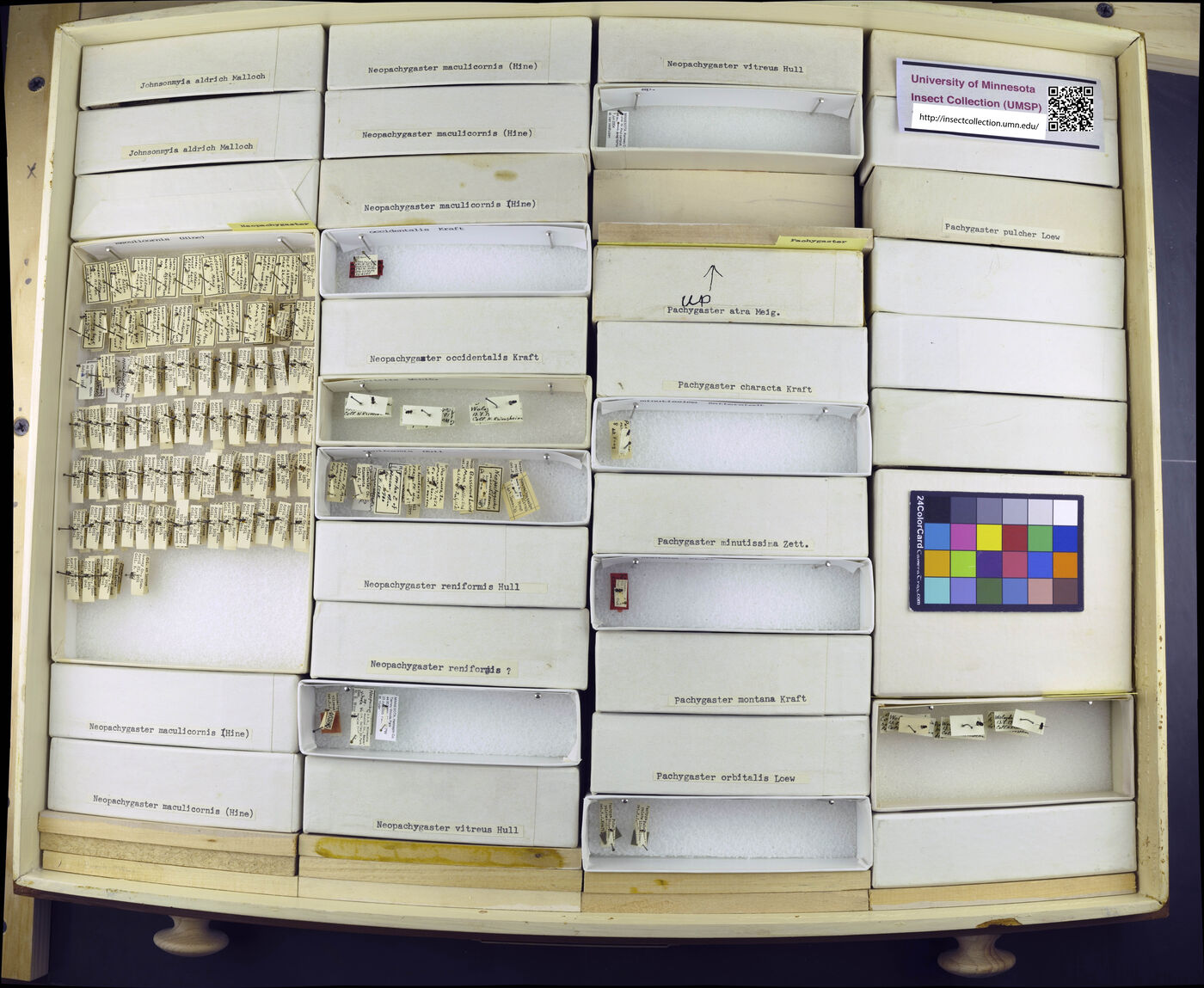 Neopachygaster maculicornis image