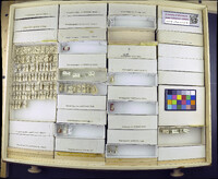 Media resource of Neopachygaster maculicornis