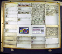 Media resource of Acanthasargus roseus