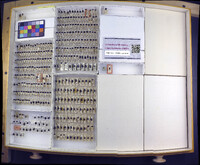 Media resource of Tritomegas bicolor